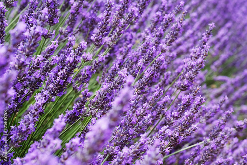 Lavender field in the summer. Flowers in the lavender fields in the Provence mountains.