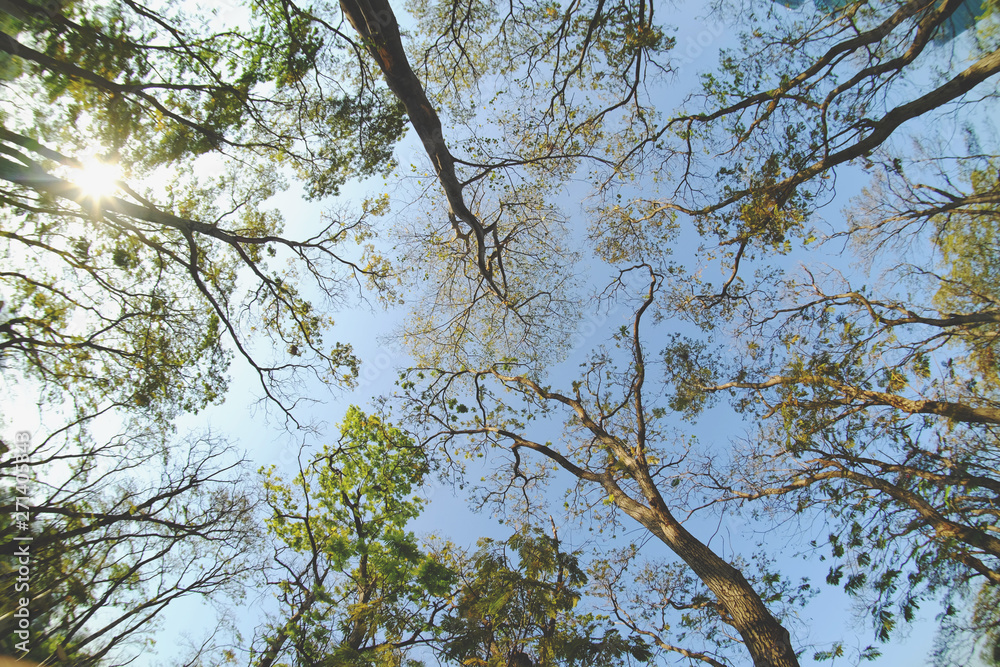 under the high tree with blue sky in forest, fisheye lens style under the high tree with blue sky in forest, fisheye lens style