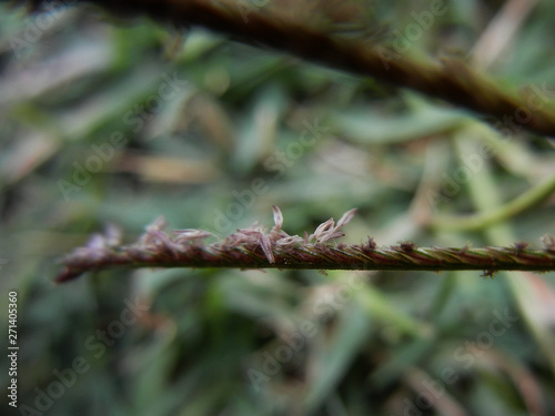 Cynodon dactylon closeup macro androecium inflorescence photo