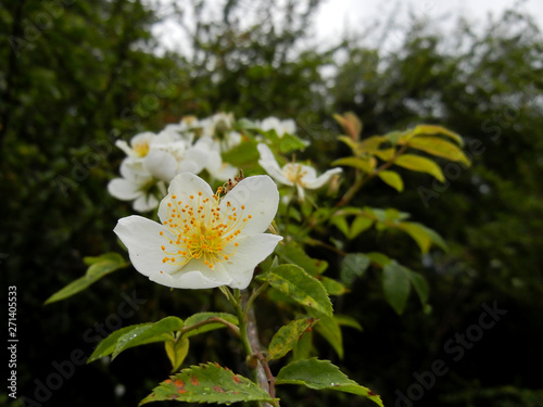 Rosa sp. white rose in the tranquil forest photo