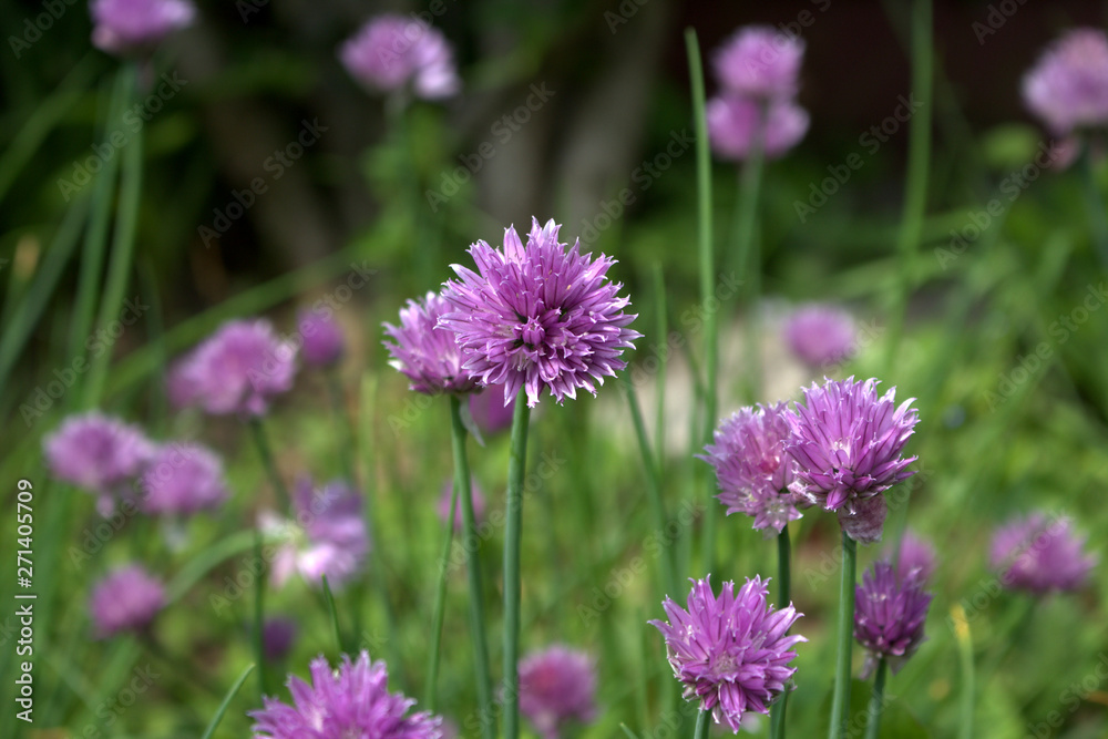 Fresh purple chives flower or Wild Chives, Flowering Onion, Garlic Chives, Chinese Chives, Schnitt Lauch blossoms in the spring organic herb garden. Edible plants in vegetable patch. Fresh purple chives flower or Wild Chives, Flowering Onion, Garlic Chives, Chinese Chives, Schnitt Lauch blossoms in the spring organic herb garden. Edible plants in vegetable patch.