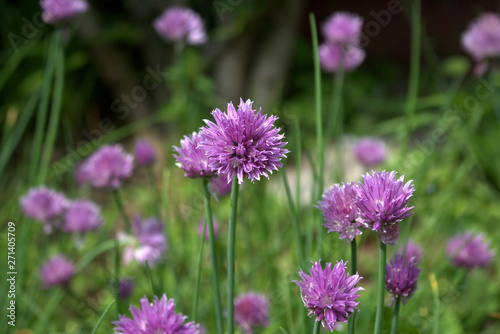 Fresh purple chives flower or Wild Chives  Flowering Onion  Garlic Chives  Chinese Chives  Schnitt Lauch blossoms in the spring organic herb garden. Edible plants in vegetable patch.