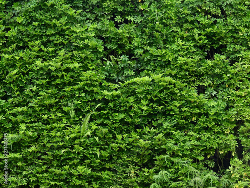 green plant wall