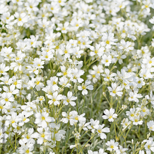 Filziges Hornkraut  Cerastium tomentosum