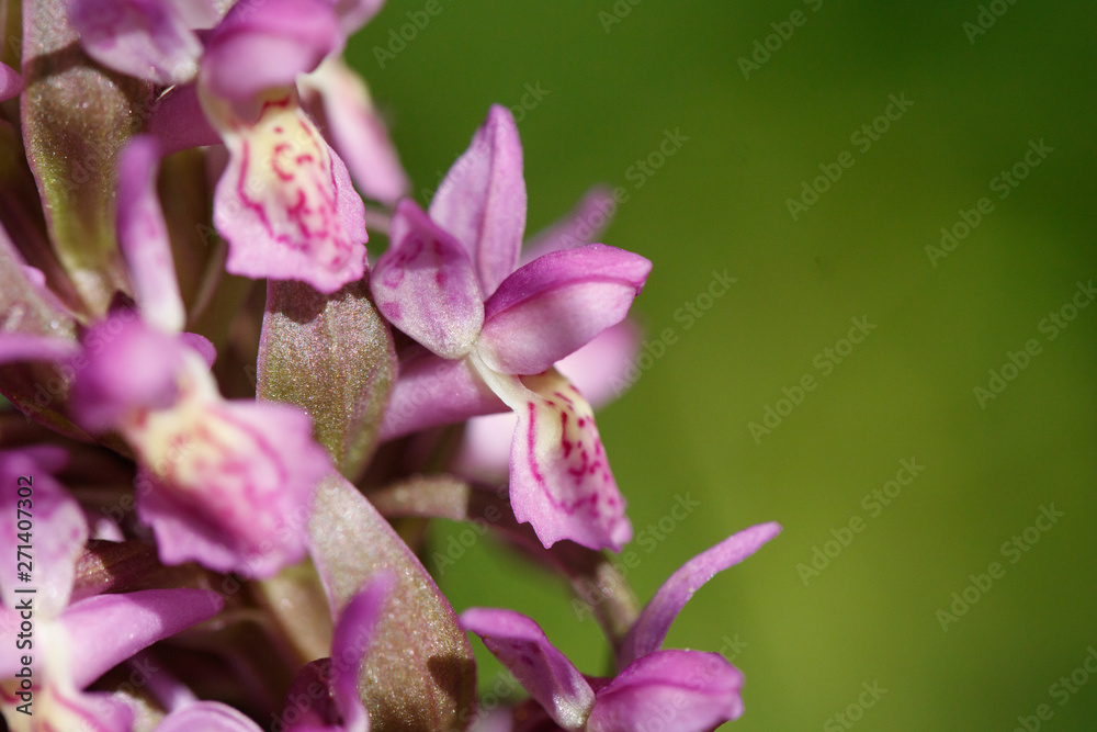 Close up of two terrestrial Eurasian orchids Close up of two terrestrial Eurasian orchids
