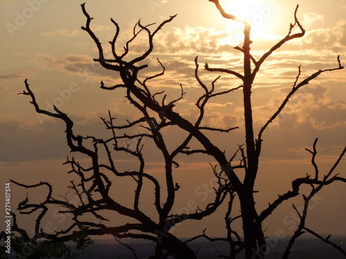 silhouette of a tree at sunset