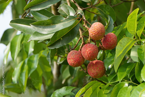 Ripe fruit of lychee tree on green foliage