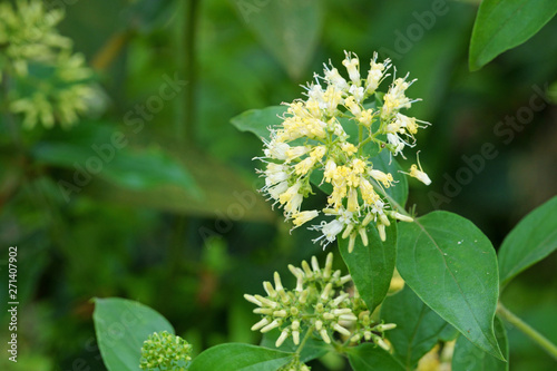 Close up of hedyotis capitellata flower in hillside