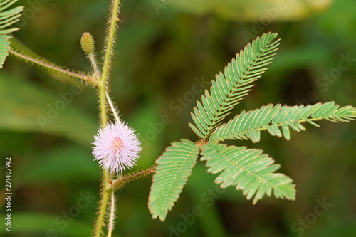 Pink mimosa pudica. Sensitive plant in the field