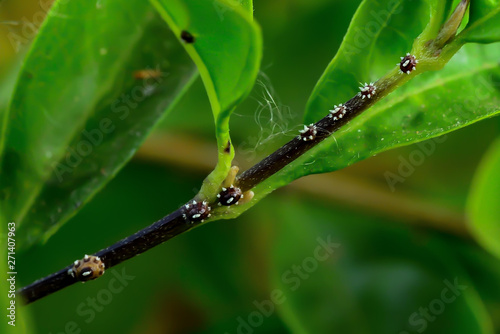 Mealybug, a pest of a plant that makes plants grow slowly. photo