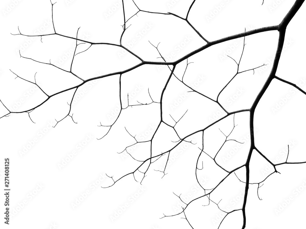 Obraz premium silhouette bare branch of tree on white background