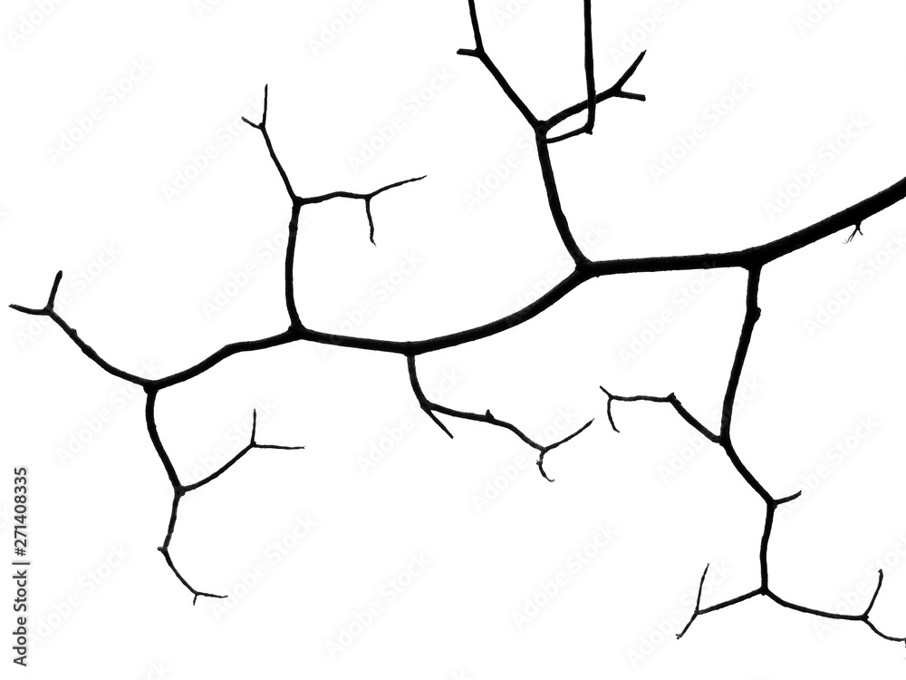 Obraz premium silhouette bare branch of tree on white background