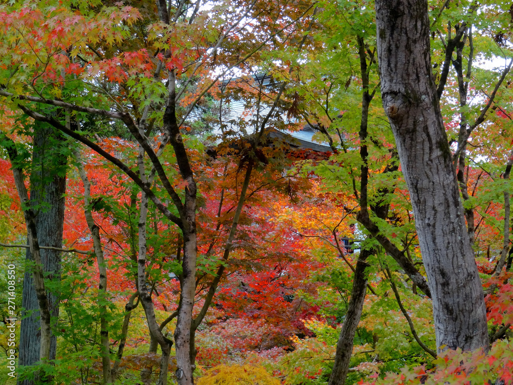 Beautiful autumn foliage of maple leaves in Kyoto Beautiful autumn foliage of maple leaves in Kyoto