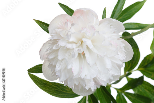 Fototapeta Naklejka Na Ścianę i Meble -  Delicate white peony flower isolated on white background.