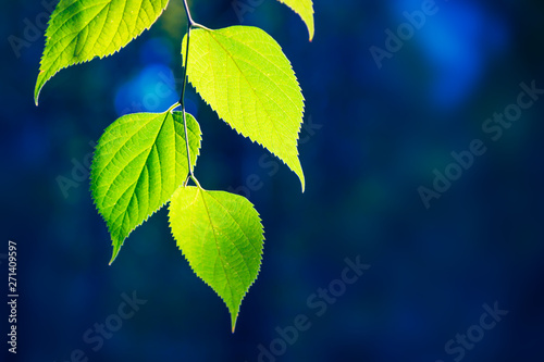 Green leaves of tree
