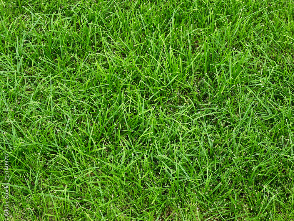 grass lawn texture grass lawn texture