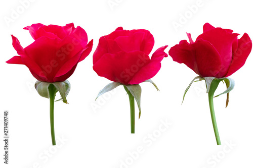 Blurred for Background.Red rose isolated on the white background. Photo with clipping path.