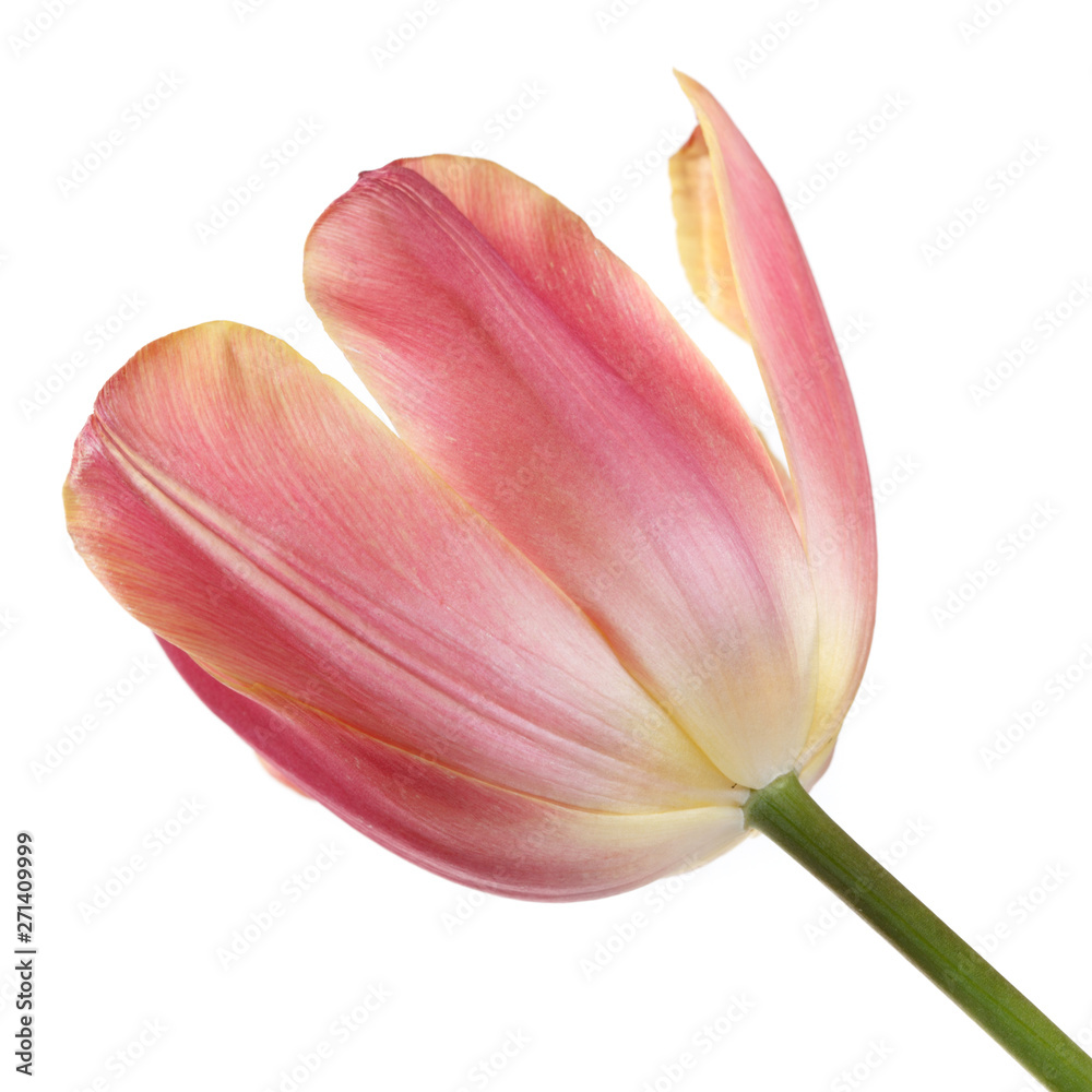 Pink yellow tulip flower isolated on white background.