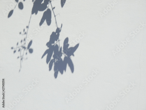 shadow of leaves on white wall