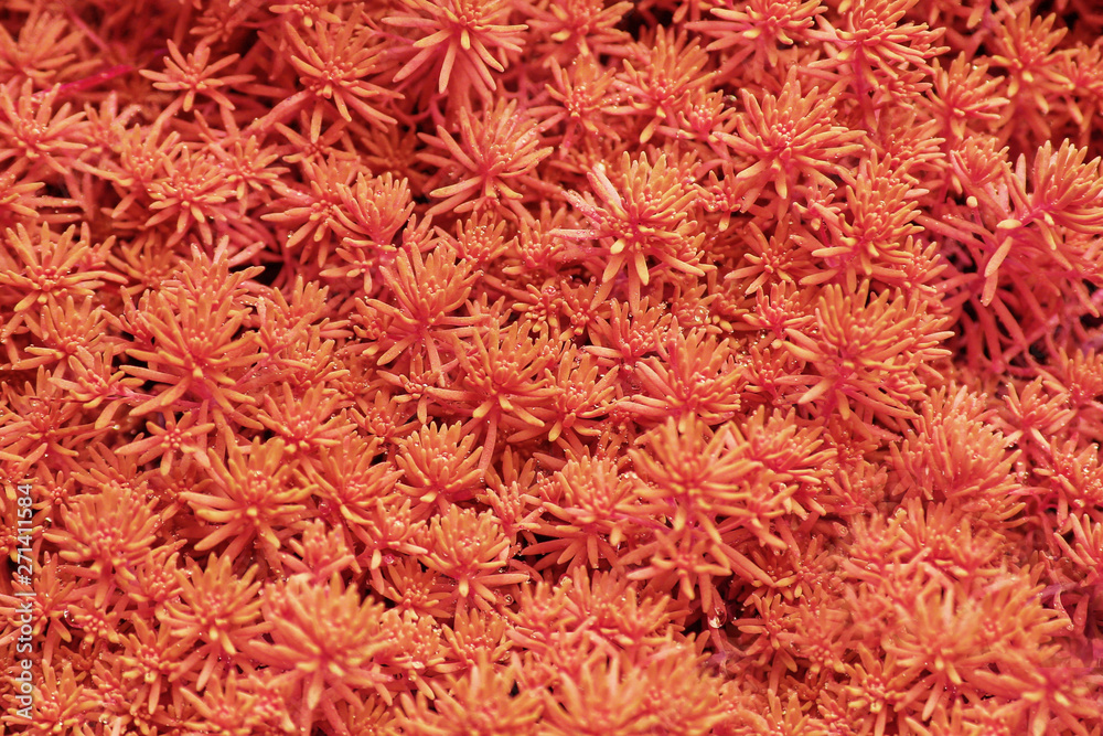Plants leaves texture in color of the year 2019 - Living Coral, pattern texture, wallpaper Plants leaves texture in color of the year 2019 - Living Coral, pattern texture, wallpaper