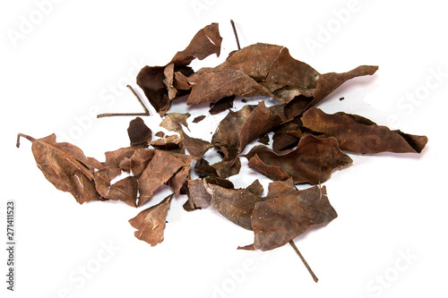 dry leaf set isolated on white background