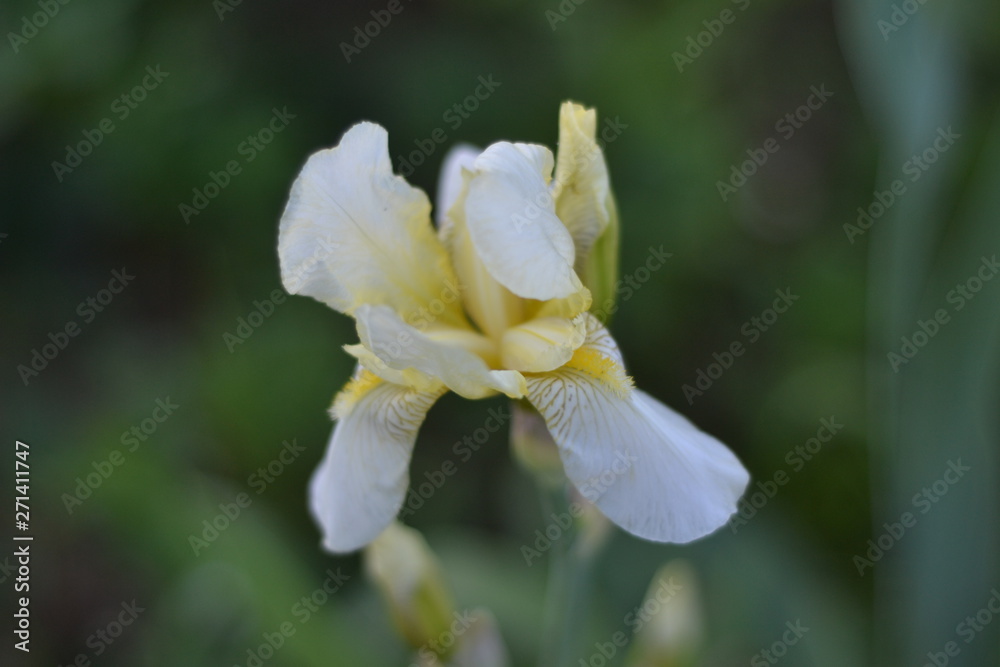 flower, white, nature, spring, garden, yellow, plant, blossom, green, macro, beauty, beautiful, flora, petal, iris, summer, flowers, petals, blooming, closeup, floral flower, white, nature, spring, garden, yellow, plant, blossom, green, macro, beauty, beautiful, flora, petal, iris, summer, flowers, petals, blooming, closeup, floral