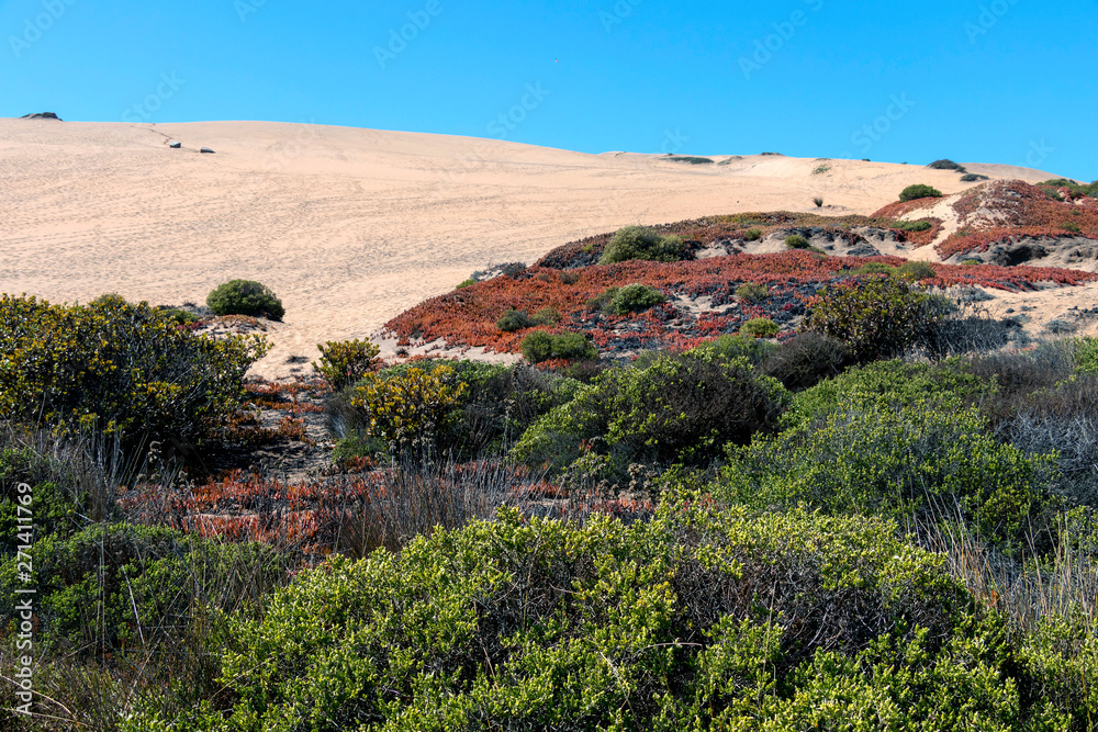 Sand dunes Concon with seaside flora: dune grass and red ice plants in autumn