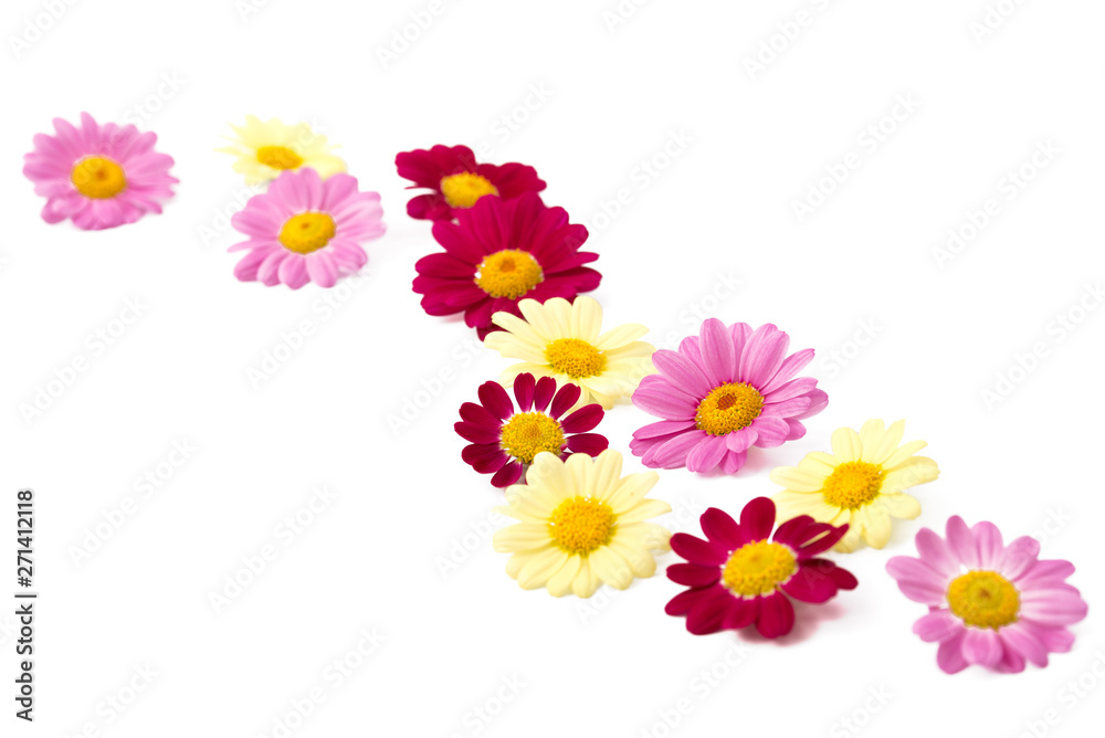 Margeritenblüten Margeritenblüten
