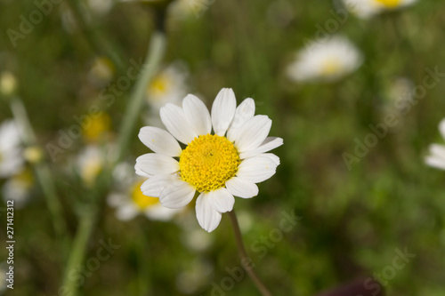 white field chamomile among the grass