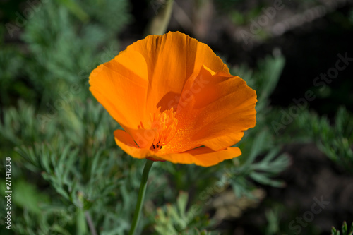 Californian golden poppy close up