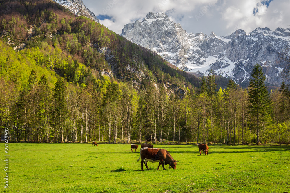 Cows at alpine valley in Logarska Dolina, Slovenia