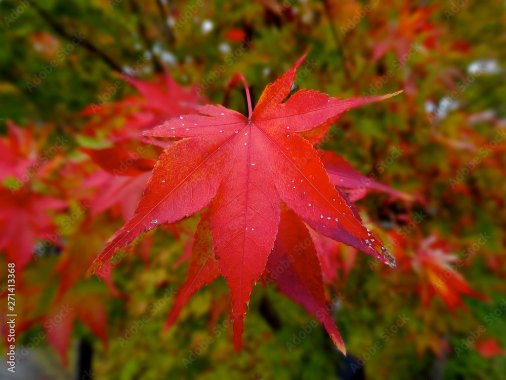Beautiful red maple leaves (Momiji) during Japanese autumn Beautiful red maple leaves (Momiji) during Japanese autumn