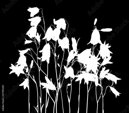 white campanula flowers group on black
