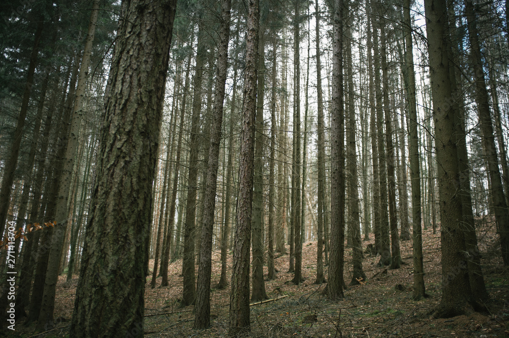 Walking in the spring forest