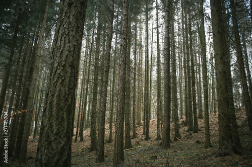 Fototapeta Naklejka Na Ścianę i Meble -  Walking in the spring forest