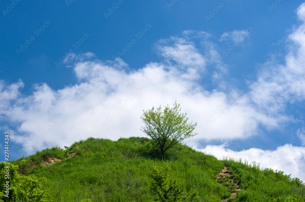 Lonely tree on a hill under a blue sky Lonely tree on a hill under a blue sky