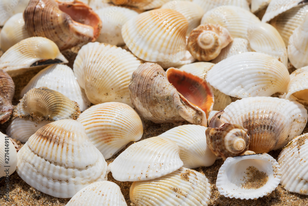 Sea shells on wet sand, close up Sea shells on wet sand, close up