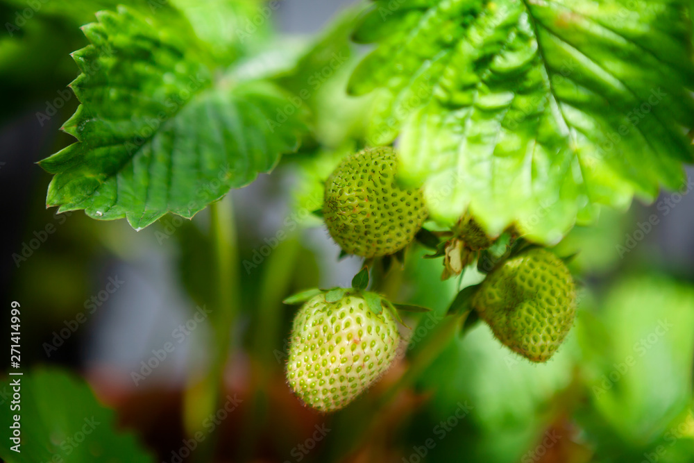 Homegrown unripe strawberries, with the strawberries just starting to turn red Homegrown unripe strawberries, with the strawberries just starting to turn red