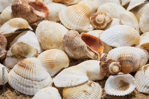 Sea shells on wet sand, close up