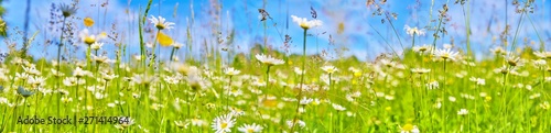 Beautiful flower meadow with daisies.