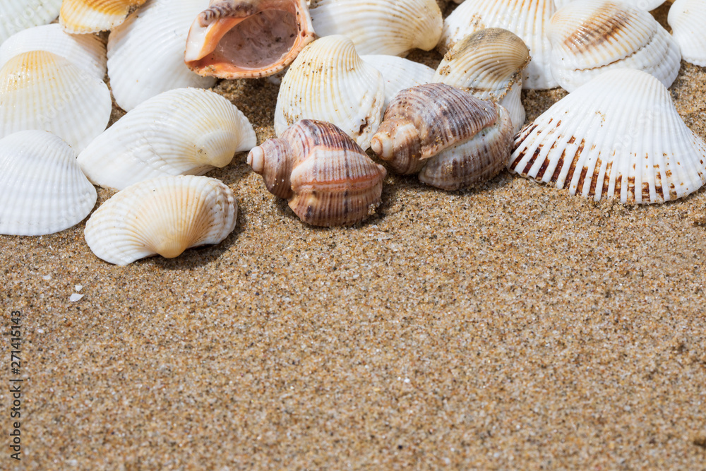 Sea shells on the wet sandy shore, background with copy space, close up Sea shells on the wet sandy shore, background with copy space, close up