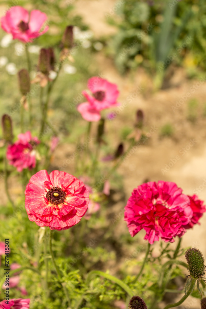 Ranunculus asiaticus or Persian buttercup Pink flower. Ranunculus asiaticus or Persian buttercup Pink flower.