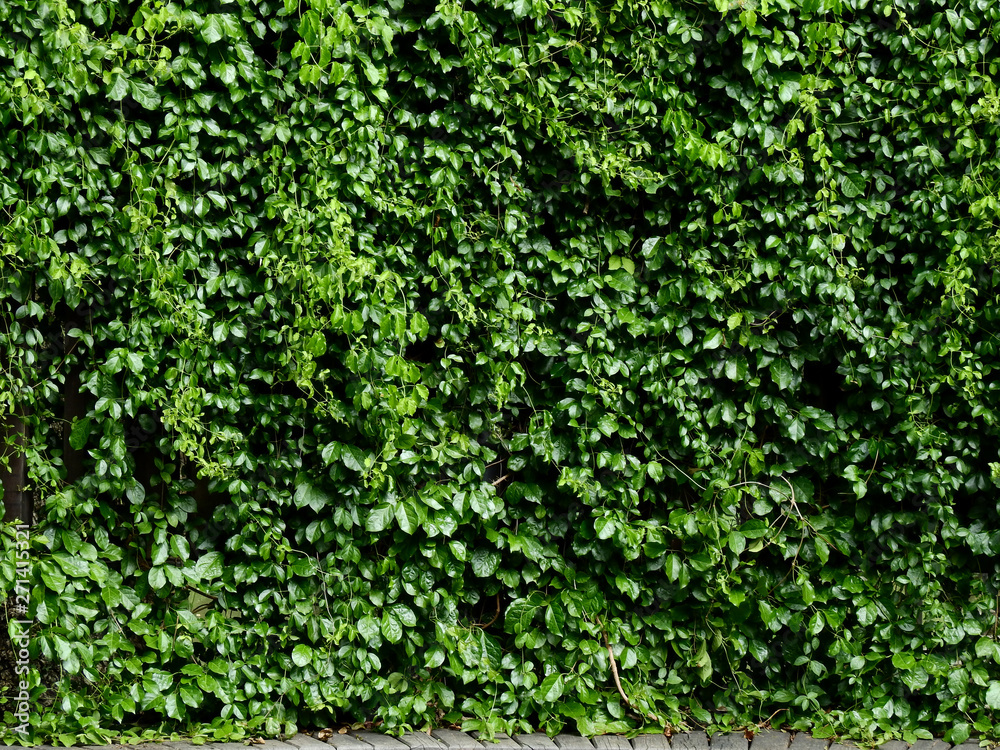 green ivy plant of bush wall