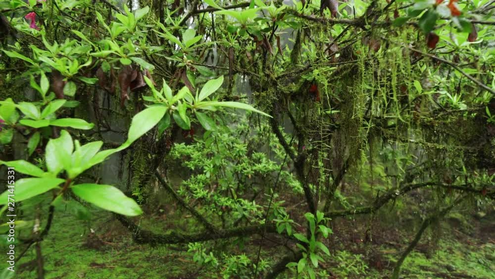 Beautiful Blossom Mossy Tree with Blooming Flowers in Alishan National Scenic Area in Taiwan in Foggy Day with Haze and Mist Beautiful Blossom Mossy Tree with Blooming Flowers in Alishan National Scenic Area in Taiwan in Foggy Day with Haze and Mist