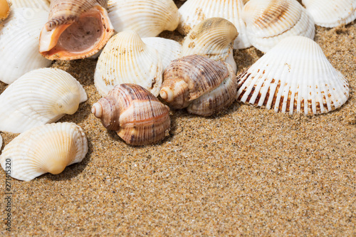 Sea shells on sand shore, background with copy space, close up
