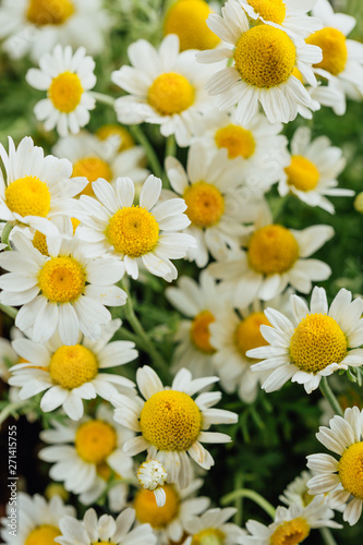 Daisies. White daisies bloom in summer meadow