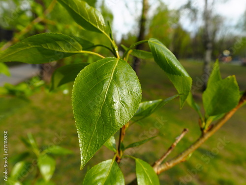 Wallpaper Mural  young sheet Torontodigital.ca