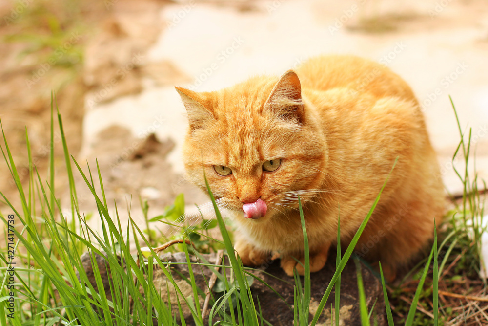 The cat is licked. Beautiful red cat sitting in the grass