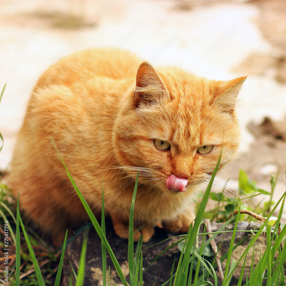 The cat is licked. Beautiful red cat sitting in the grass
