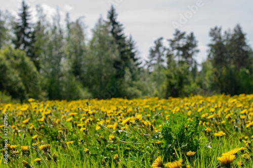 Field of dandelions and edge of the forest